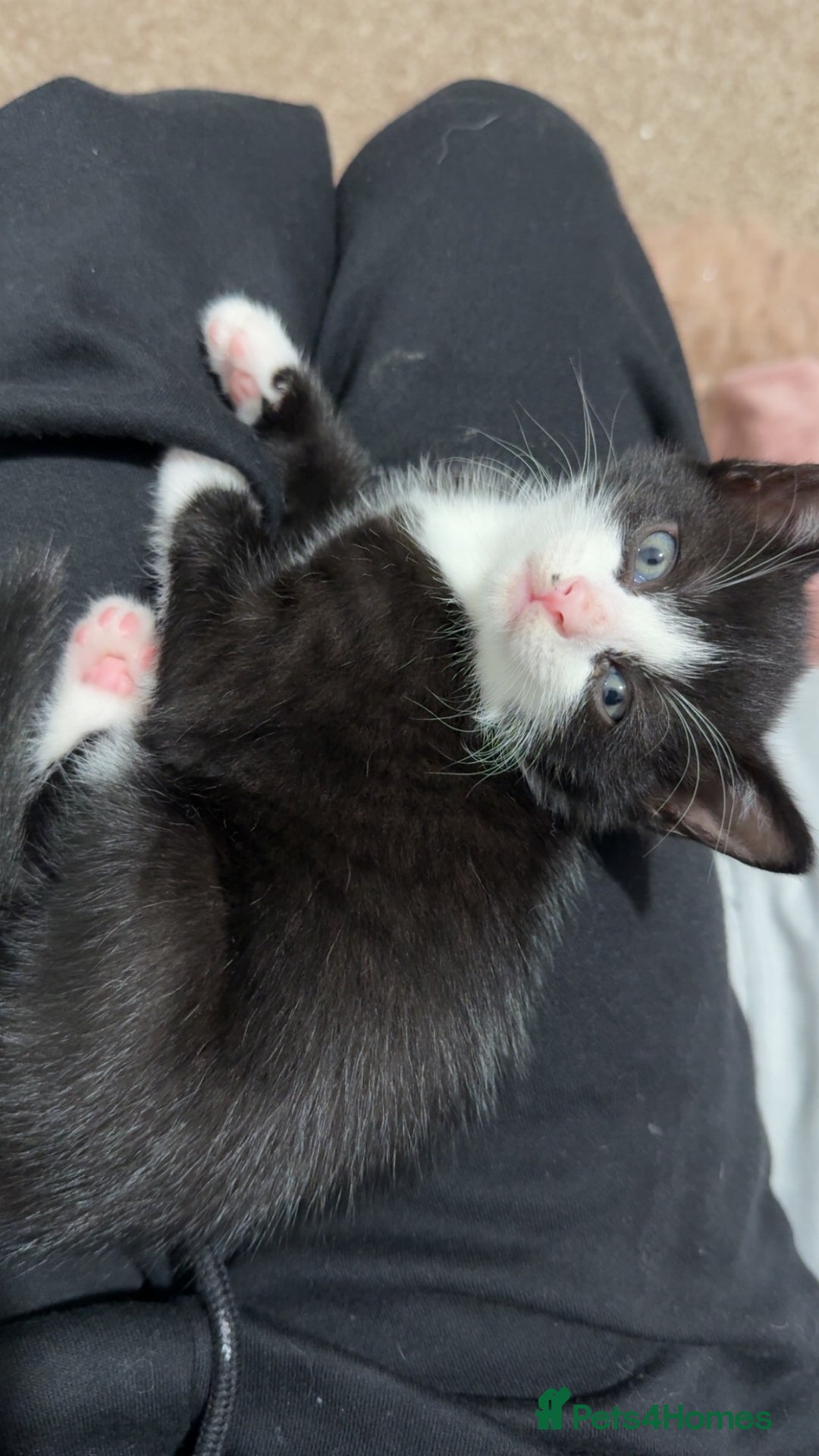 Mixed Breed cats for sale: LAST KITTEN!! - Image 4