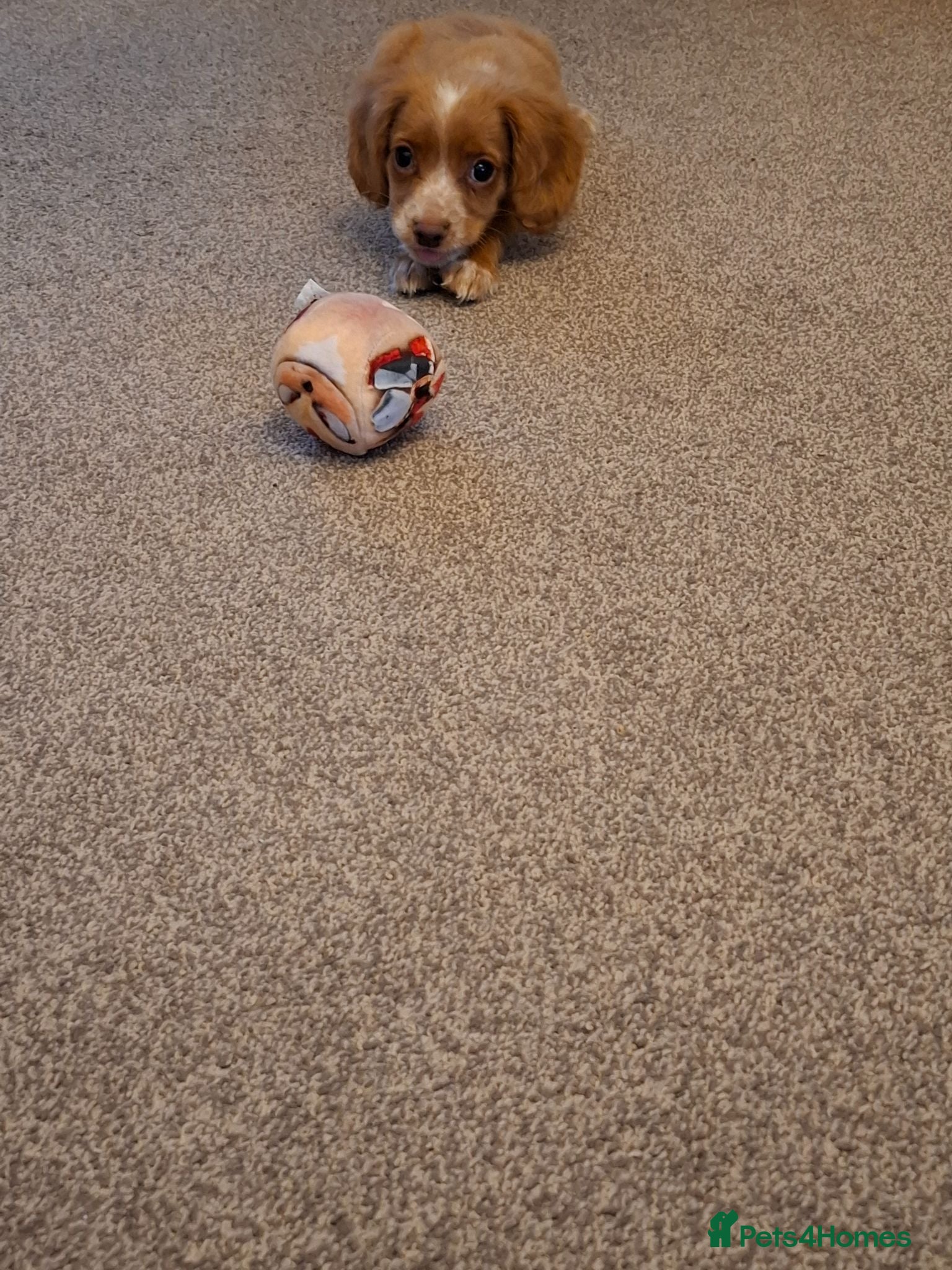 Cocker Spaniel dogs Beautiful litter of 7 Pedigree Cocker Spaniels - Advert 2