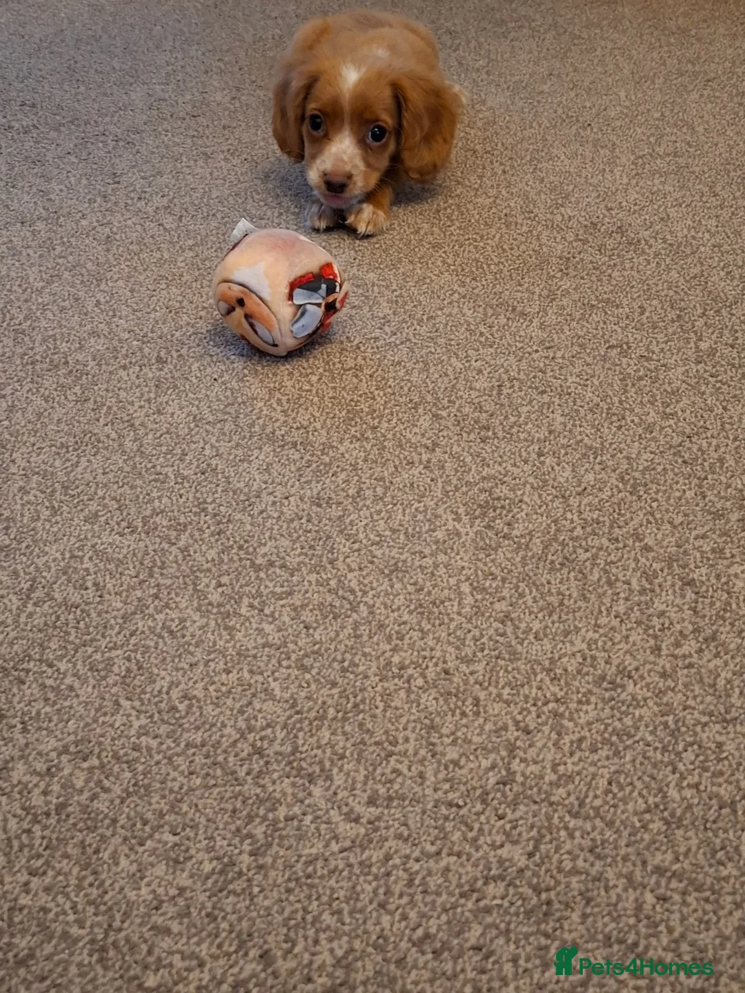 Cocker Spaniel dogs for sale: Beautiful litter of 7 Pedigree Cocker Spaniels - Advert 2