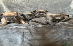 French Bulldog dogs for sale: French bulldogs puppies  - Image 6