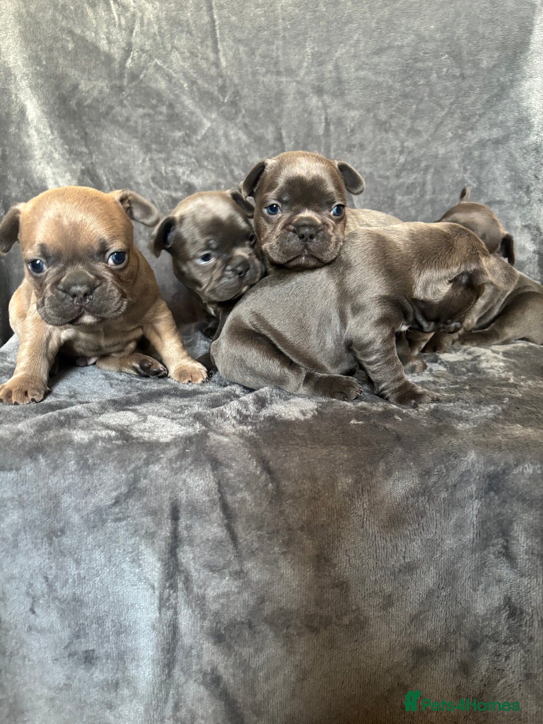 French Bulldog dogs for sale: French bulldogs puppies  - Image 6