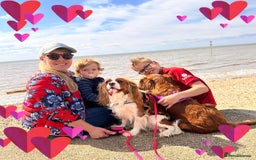 Cavalier King Charles Spaniel dogs for sale: Looking to Rehome my beloved girls. - Image 11