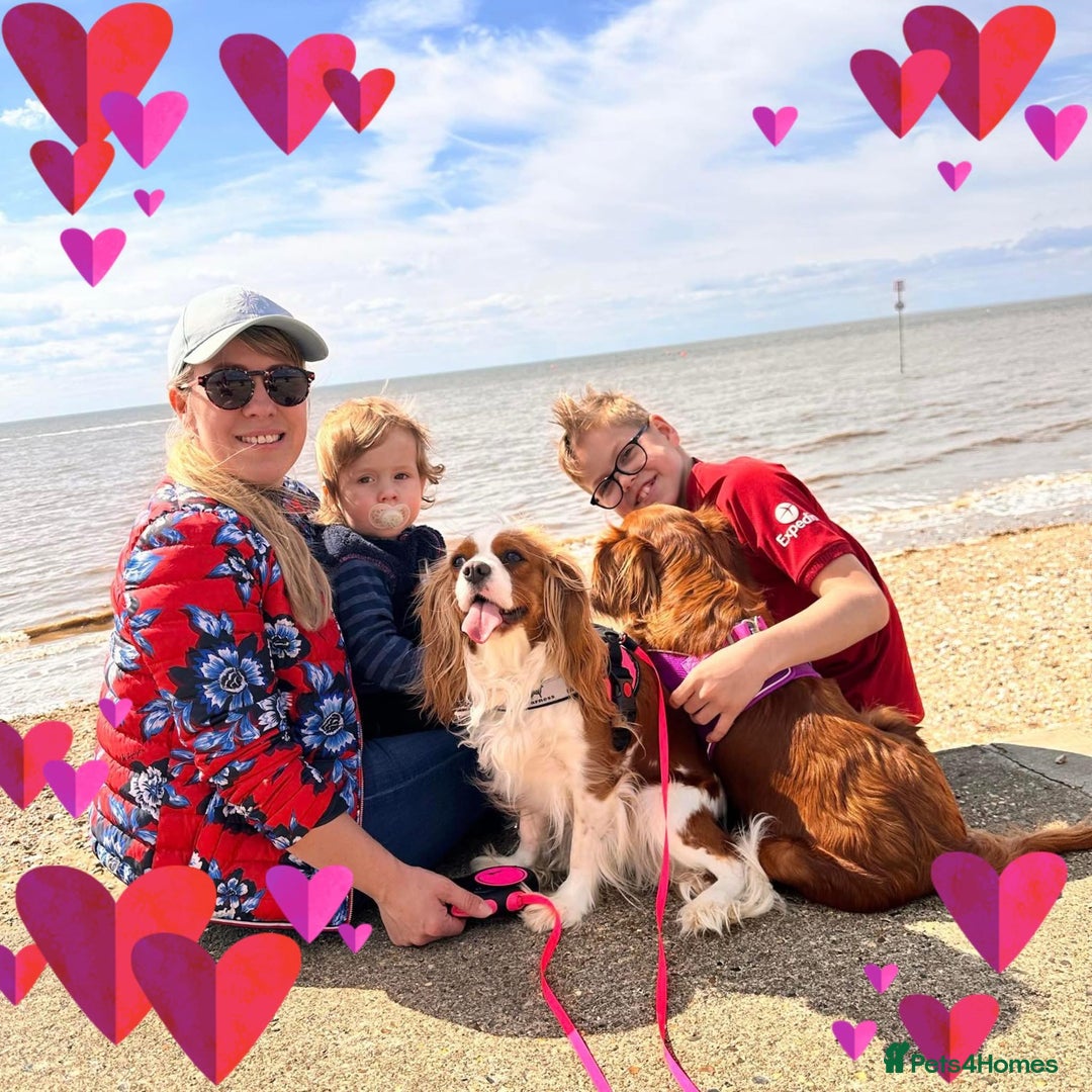 Cavalier King Charles Spaniel dogs for sale: Looking to Rehome my beloved girls. - Image 11