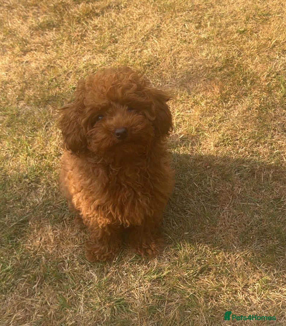 Toy Poodle dogs PICK OF THE LITTER Boy Asian/toy poodle DNA tested - Advert 3