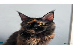 Maine Coon cats for sale: Maine coon kitten ❤️‍🔥 boys and girls available  - Image 6
