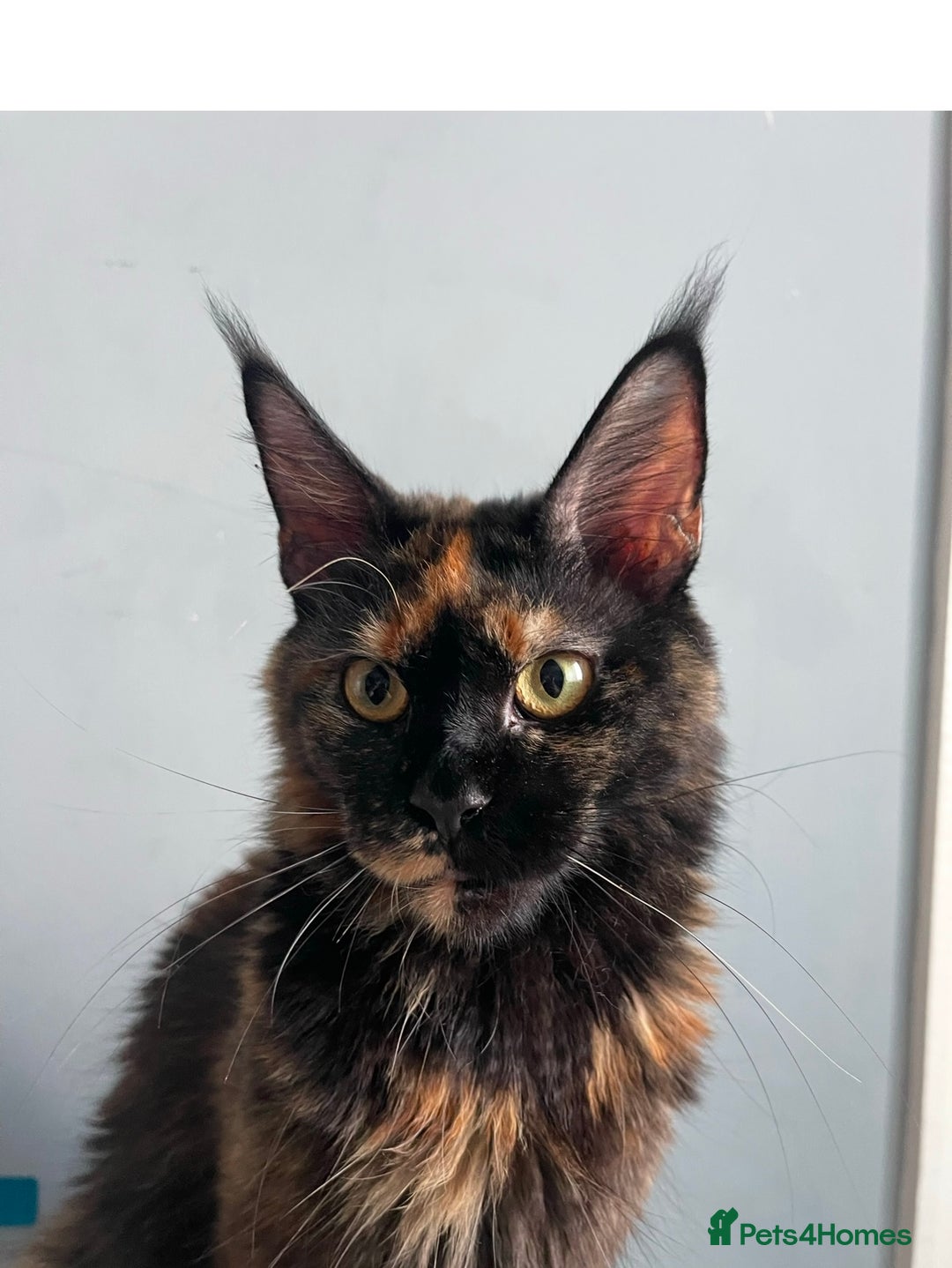 Maine Coon cats for sale: Maine coon kitten ❤️‍🔥 boys and girls available  - Image 6