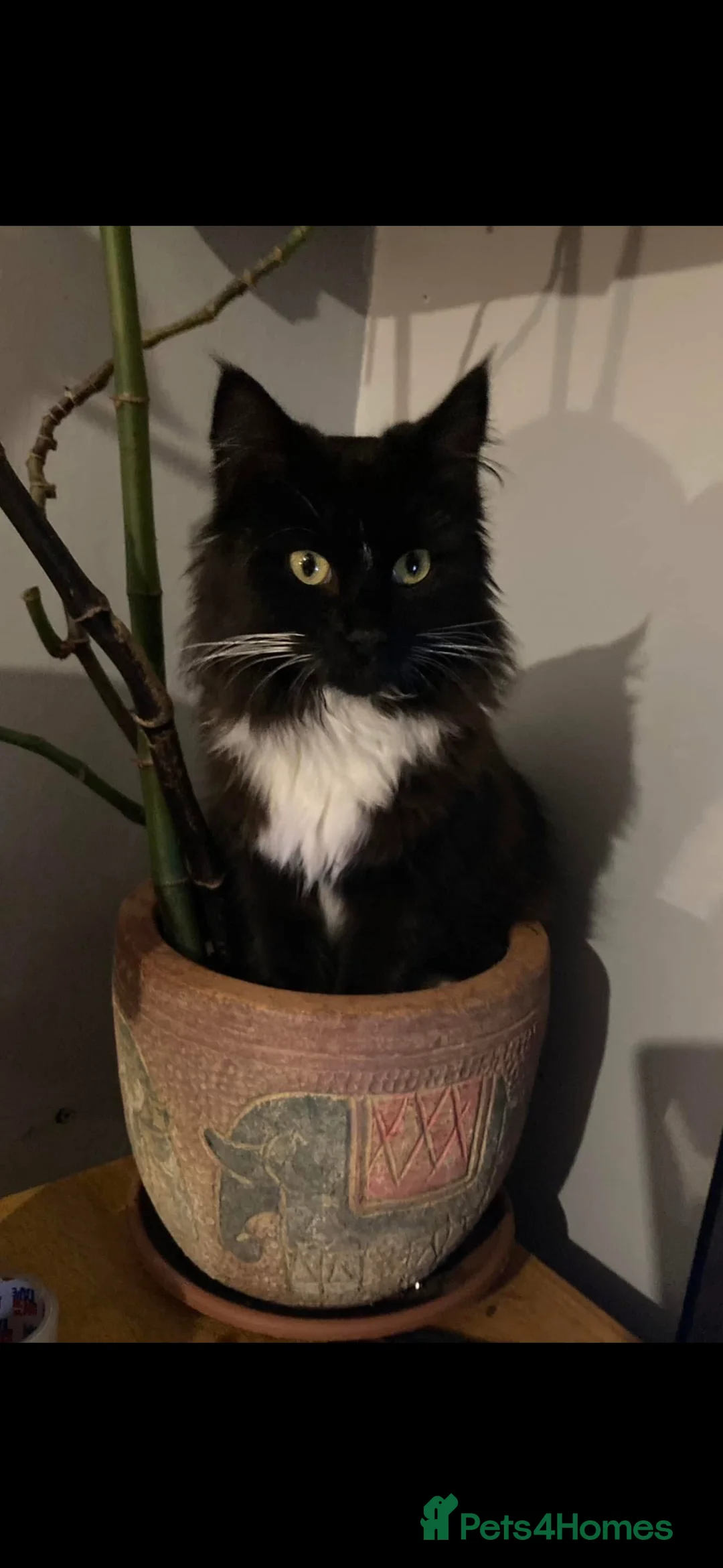 Mixed Breed cats for sale: Ready to meet your new best friend?  - Advert 4