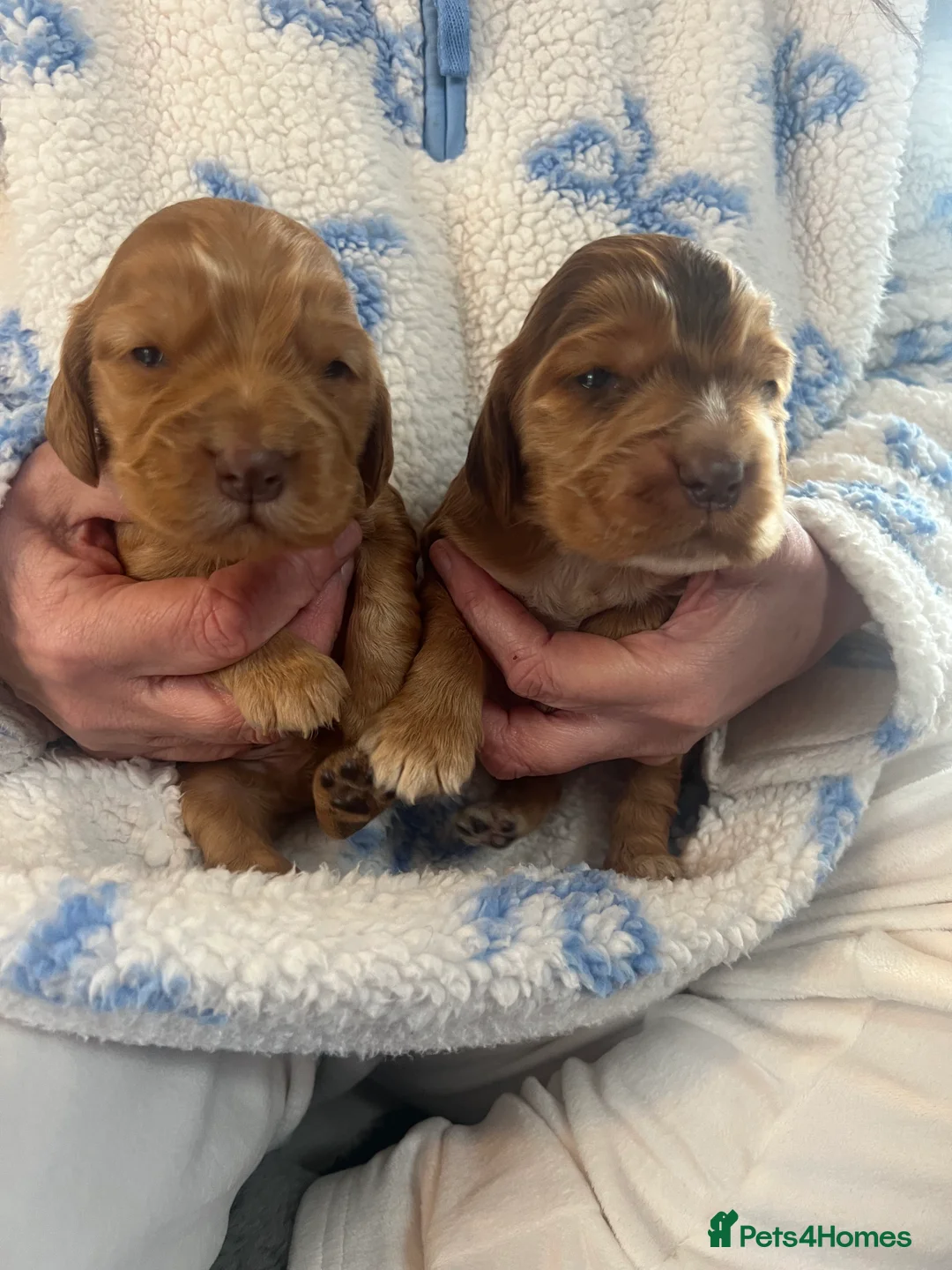 Cocker Spaniel dogs for sale: KC REG SHOW TYPE. HEALTH TESTED PARENTS  - Advert 3