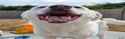 Mixed Breed dogs for adoption: 🐾 Meet Dougie – Active, Loyal & Ready for Home 🐾 - Advert 16
