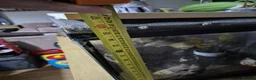 Snails invertebrates for sale: Giant African snails in Northampton - Advert 3