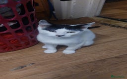Mixed Breed cats for sale: Lots of cats/kittens up for adoption  - Image 17