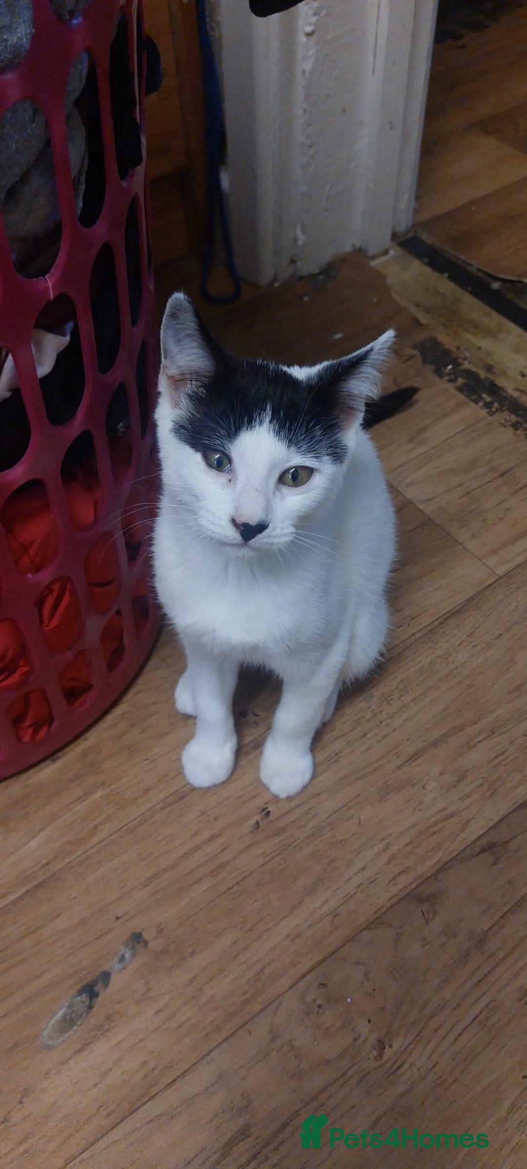 Mixed Breed cats for sale: Lots of cats/kittens up for adoption  - Image 17