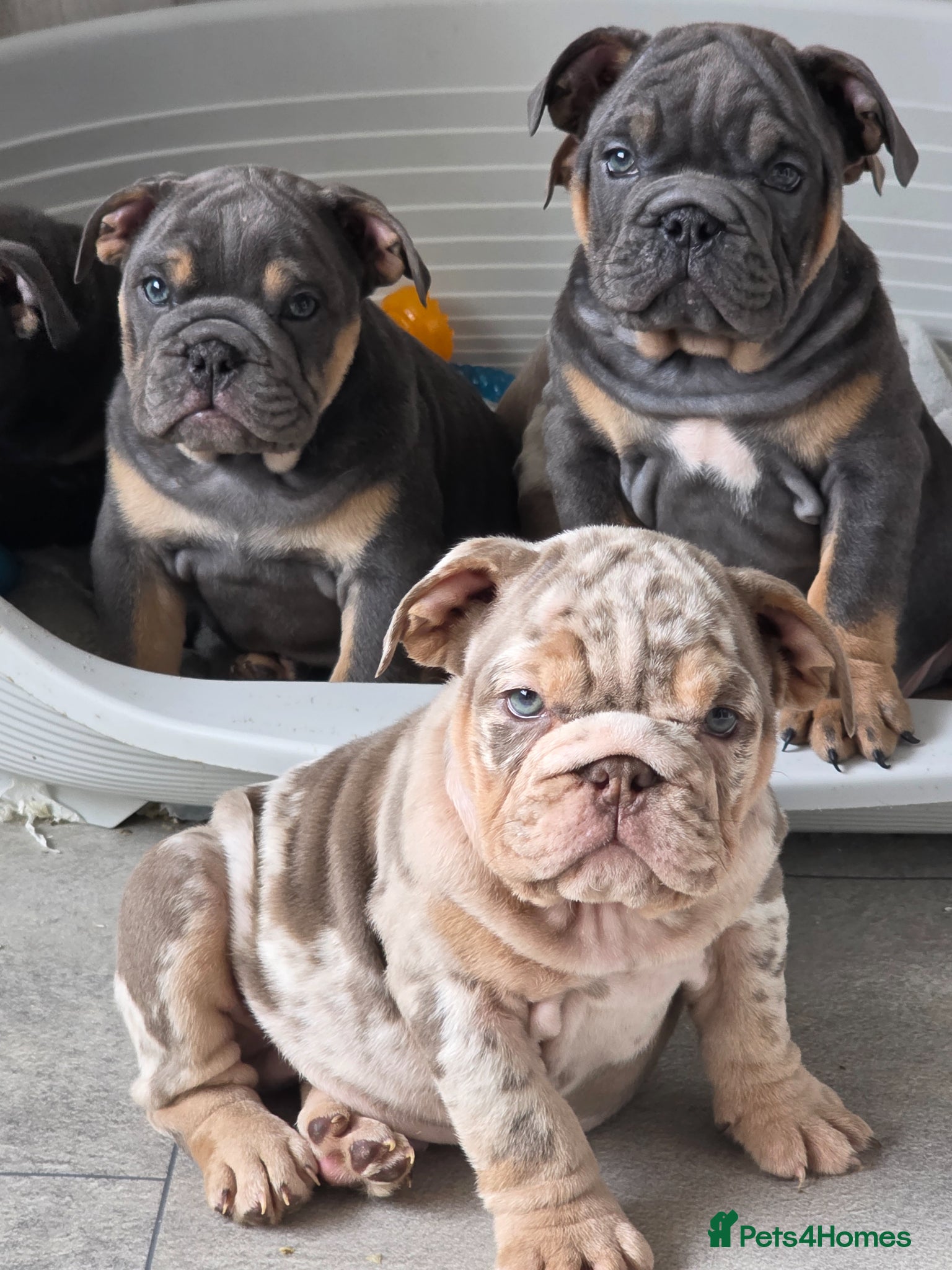 English Bulldog dogs british bulldog pups ready now  - Advert 11