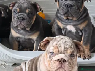 English Bulldog dogs british bulldog pups ready now - Advert 11