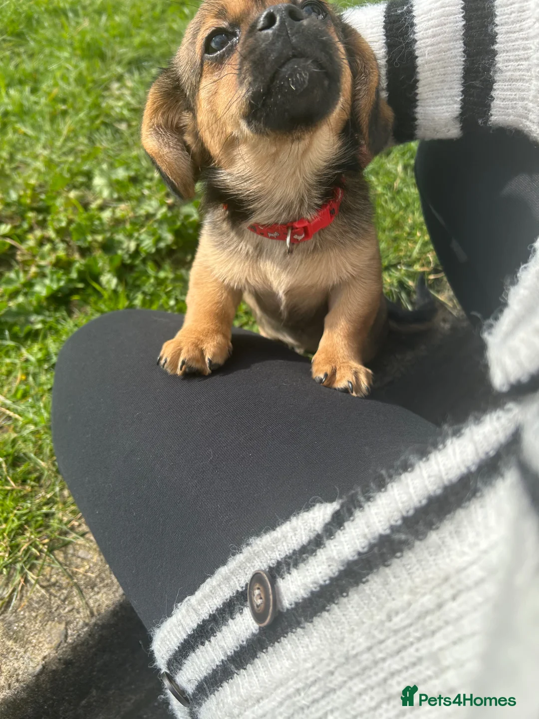 Mixed Breed dogs for sale: Tallulah  - Advert 8