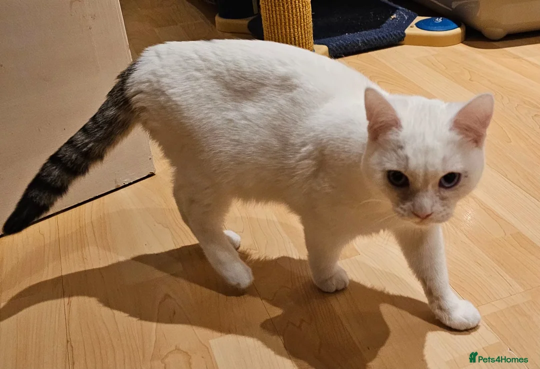 Mixed Breed cats for adoption: Special Nova needs a special indoor home - Advert 4