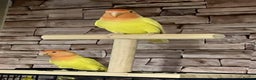 Lovebirds birds for sale: Lutino Peach Faced Lovebird - Female  - Advert 2