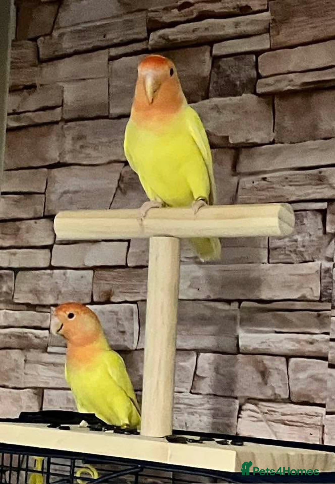 Lovebirds birds for sale: Lutino Peach Faced Lovebird - Female  - Advert 2