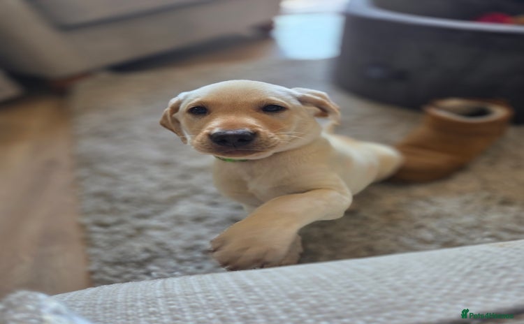 Labrador Retriever dogs - Advert 8