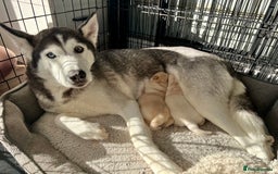 Siberian Husky dogs for sale: 3 fluffy chowski’s  - Advert 2