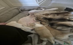 Siberian Husky dogs for sale: Husky Puppies Looking for Their Forever Homes!  - Image 1