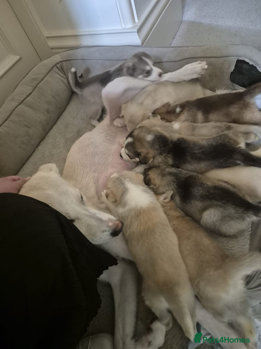 Siberian Husky dogs for sale: Husky Puppies Looking for Their Forever Homes!  - Image 1