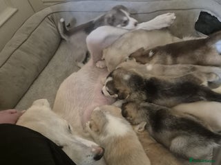 Siberian Husky dogs - Advert 13