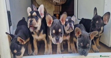 French Bulldog dogs - Advert 3