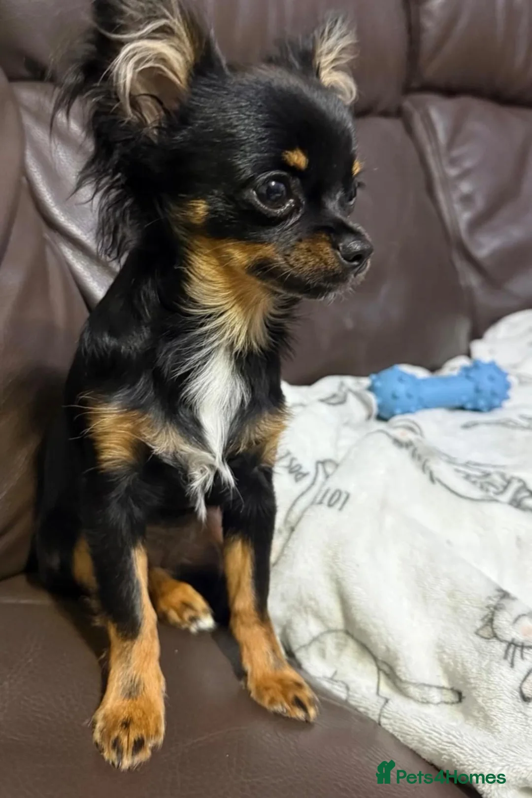 Chihuahua dogs for sale: One Male Tiny Tea Cup Chihuahua  in Manchester - Advert 2