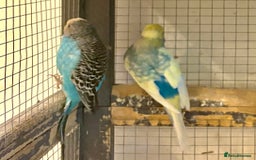 Budgerigars birds for sale: Budgies for sale - Image 26