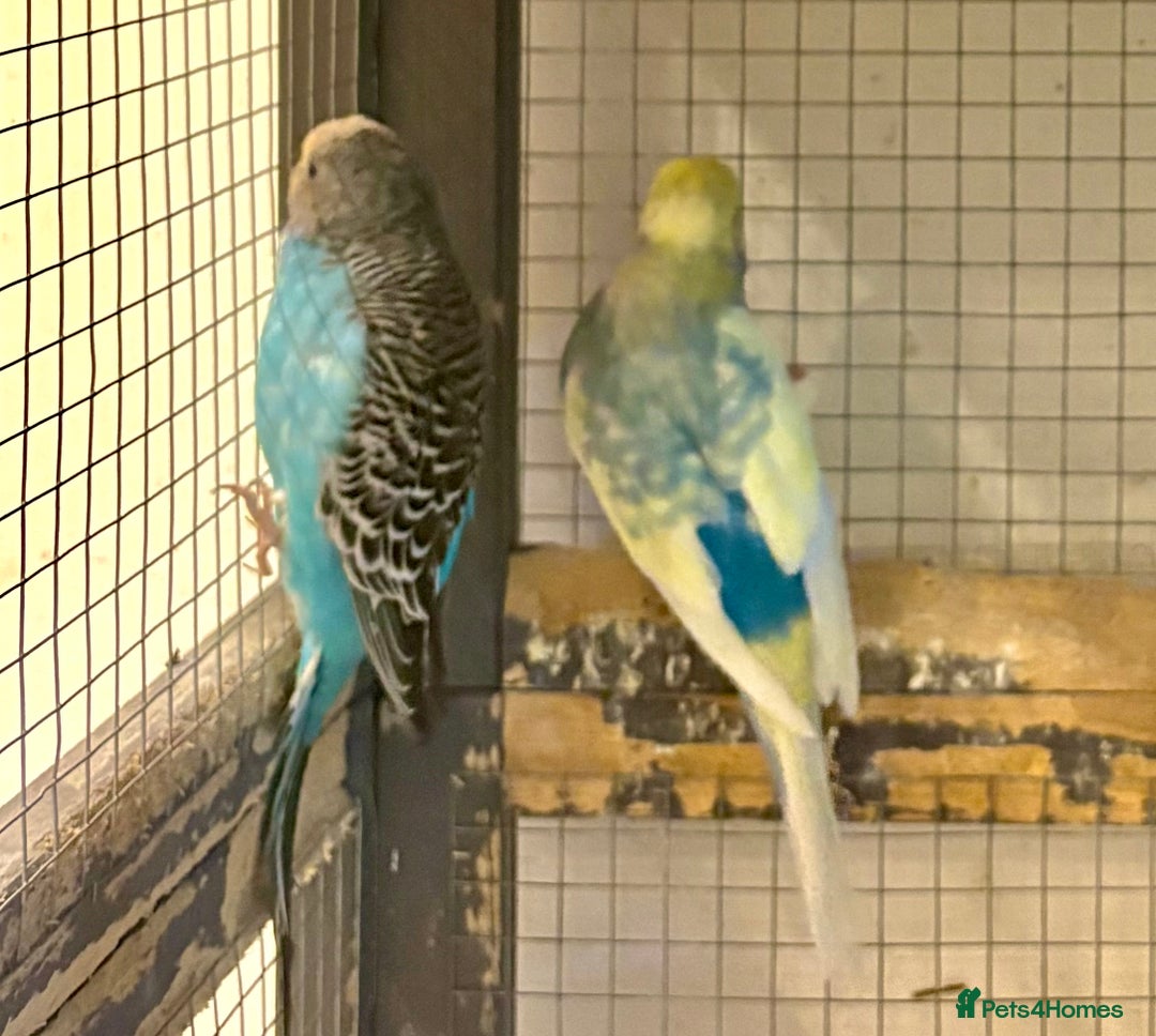 Budgerigars birds for sale: Budgies for sale - Image 26