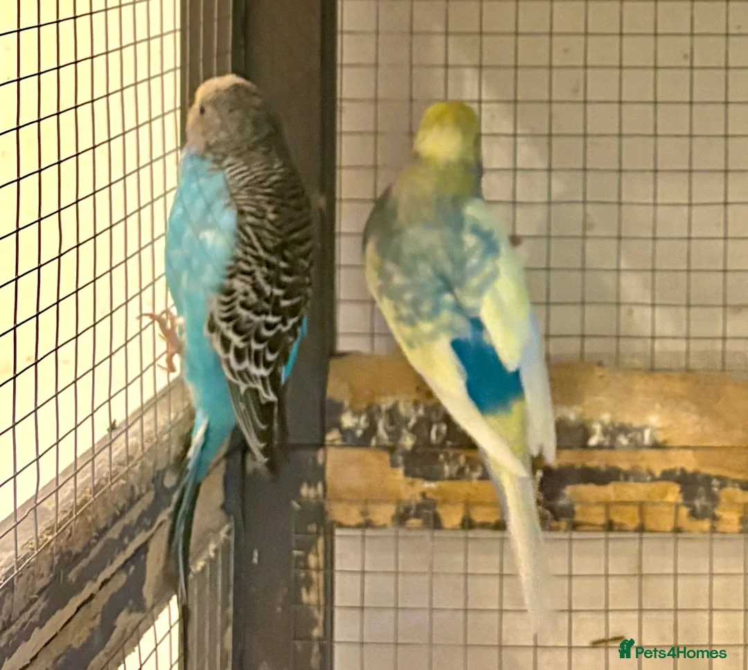 Budgerigars birds for sale: Young Budgies for sale - Advert 26