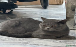 British Shorthair cats for sale: RARE OPPORTUNITY blue GCCF ACTIVE female stunning  - Image 6
