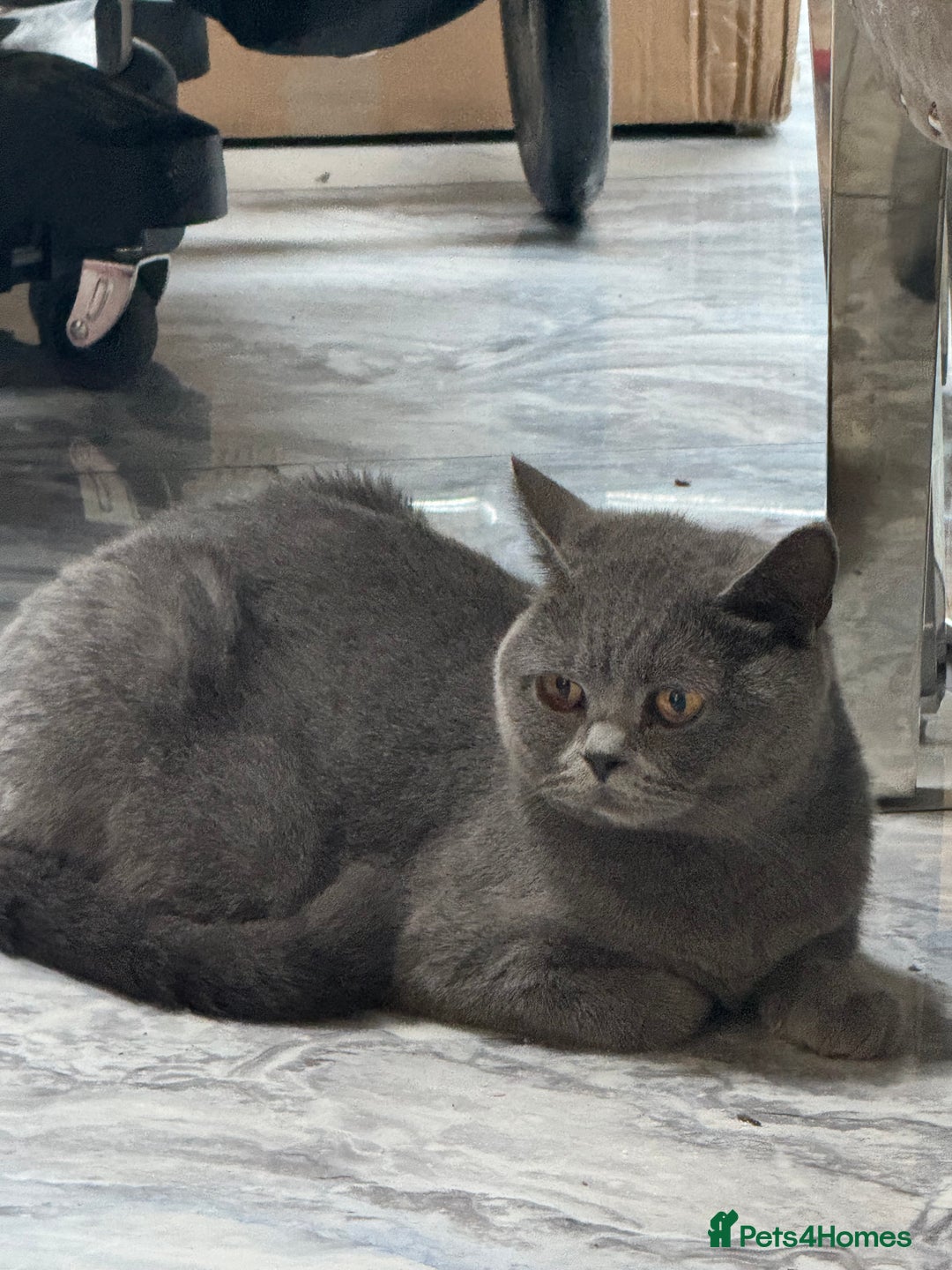 British Shorthair cats for sale: RARE OPPORTUNITY blue GCCF ACTIVE female stunning  - Image 6