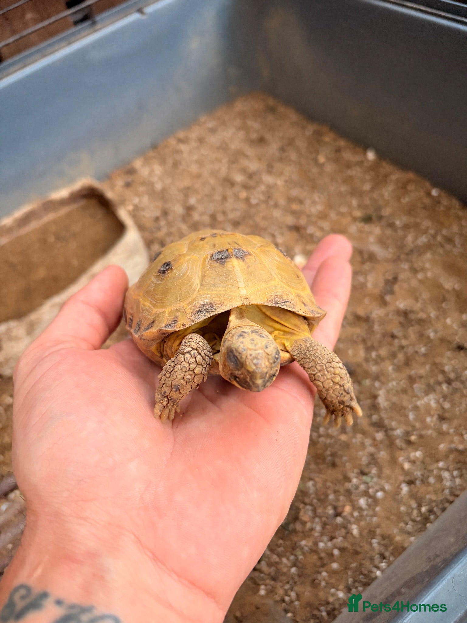 Tortoise reptiles Rehome - Free - Flash the Horsefield Tortoise - Advert 1