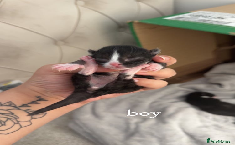 Bombay cats - Advert 1