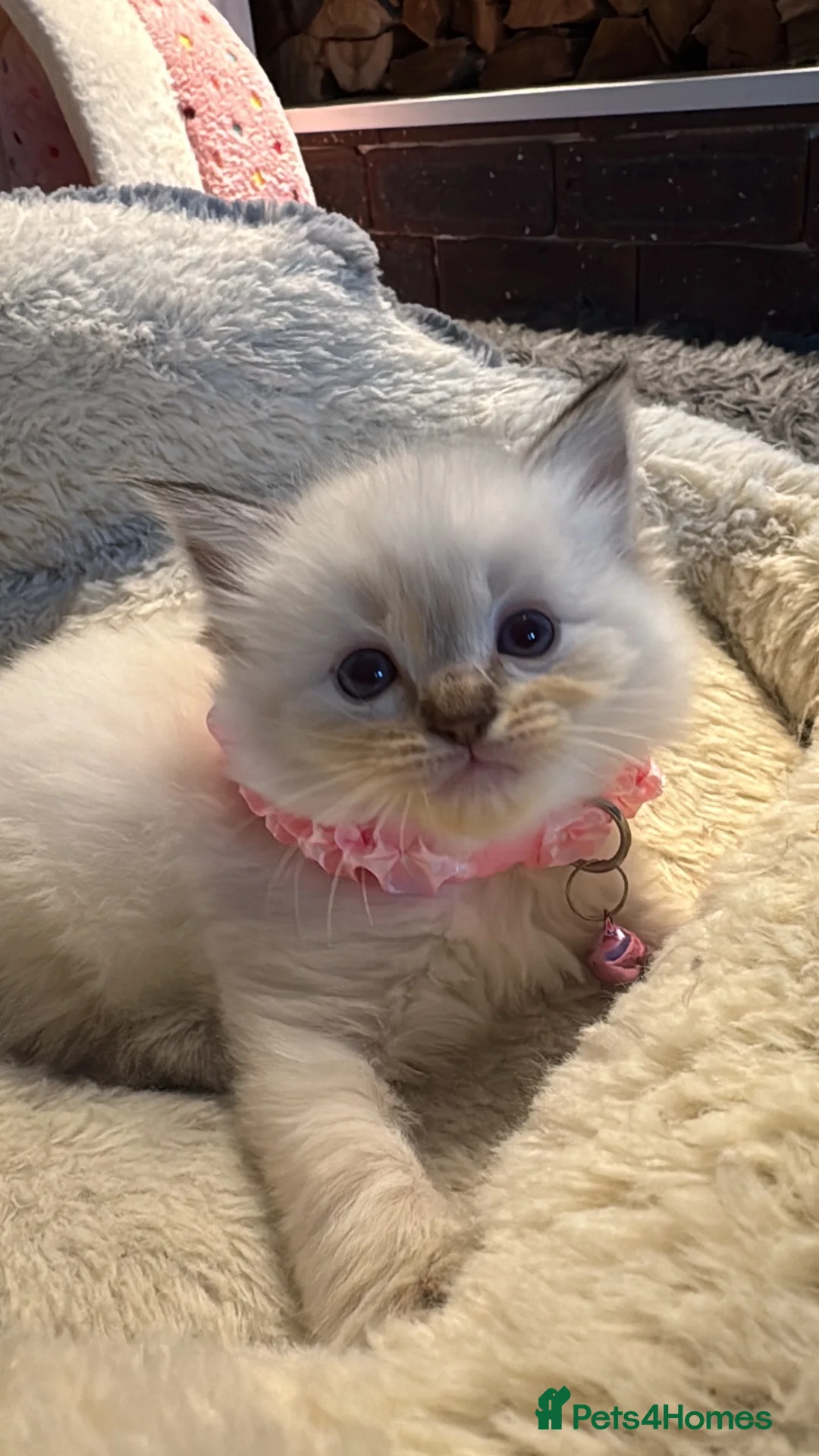 Ragdoll cats for sale: Stunning Fluffy Pure Pedigree Ragdoll Kittens - Advert 40