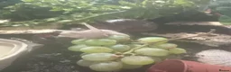 Snails invertebrates for sale:  Fulica albino giant African land snail  - Advert 1