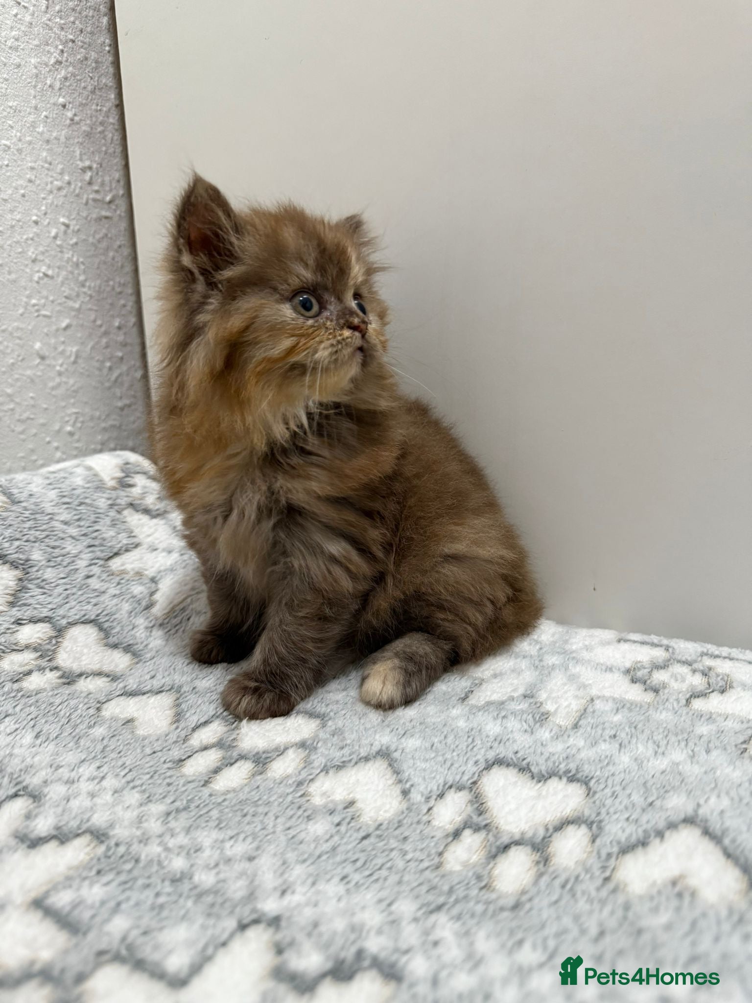 British Shorthair cats Stunning chocolate BSH & BLH kittens - Advert 1
