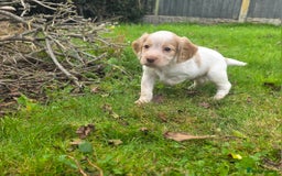 Cocker Spaniel dogs for sale: WORKING COCKER SPANIELS ..DNA CLEAR - Image 36