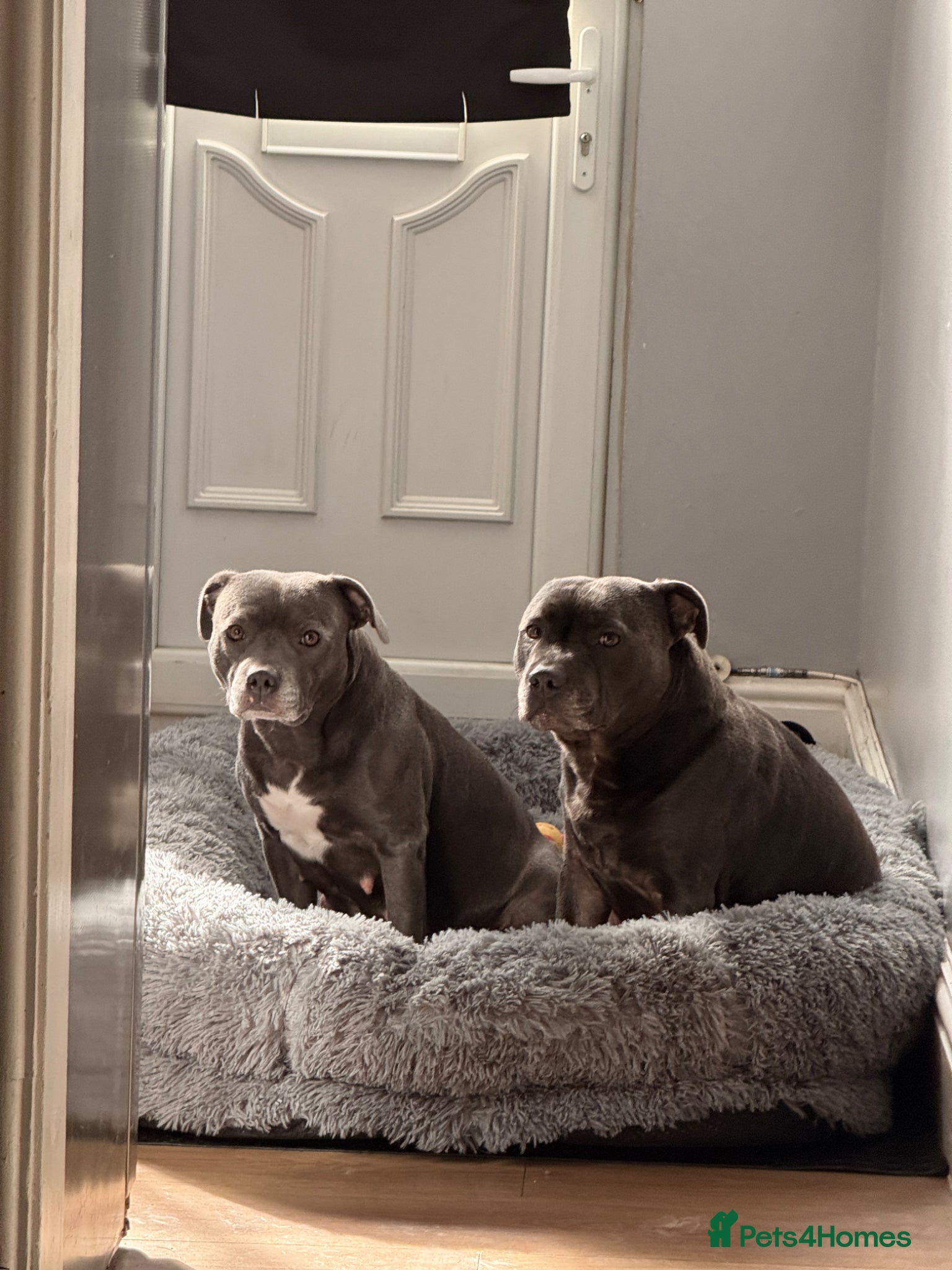 Staffordshire Bull Terrier dogs Amazing litter of staffy pups  - Advert 2