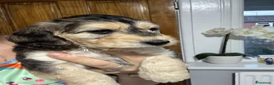 Cockapoo 4