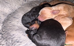 Cavapoochon dogs for sale: ⭐️⭐️5 star homes wanted for these gorgeous pups  - Image 3