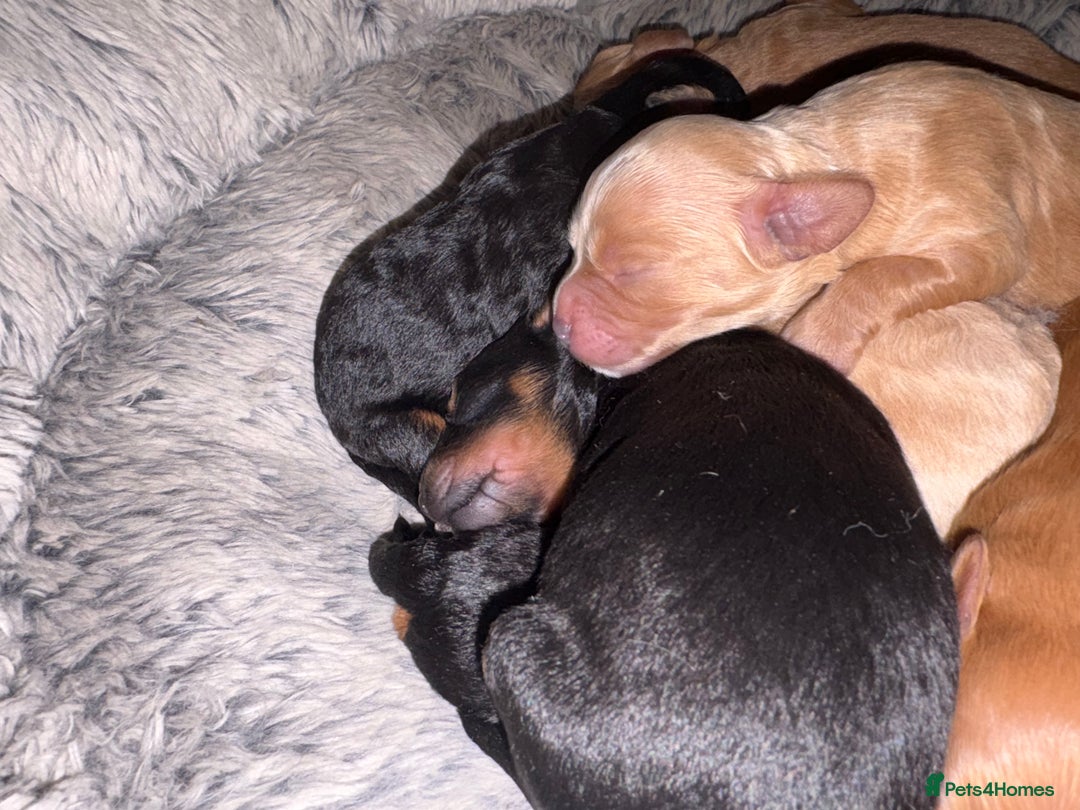 Cavapoochon dogs for sale: ⭐️⭐️5 star homes wanted for these gorgeous pups  - Image 3