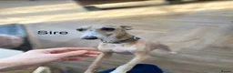 Italian Greyhound dogs for sale: Outstanding KC reg Italian greyhound puppies  - Advert 2