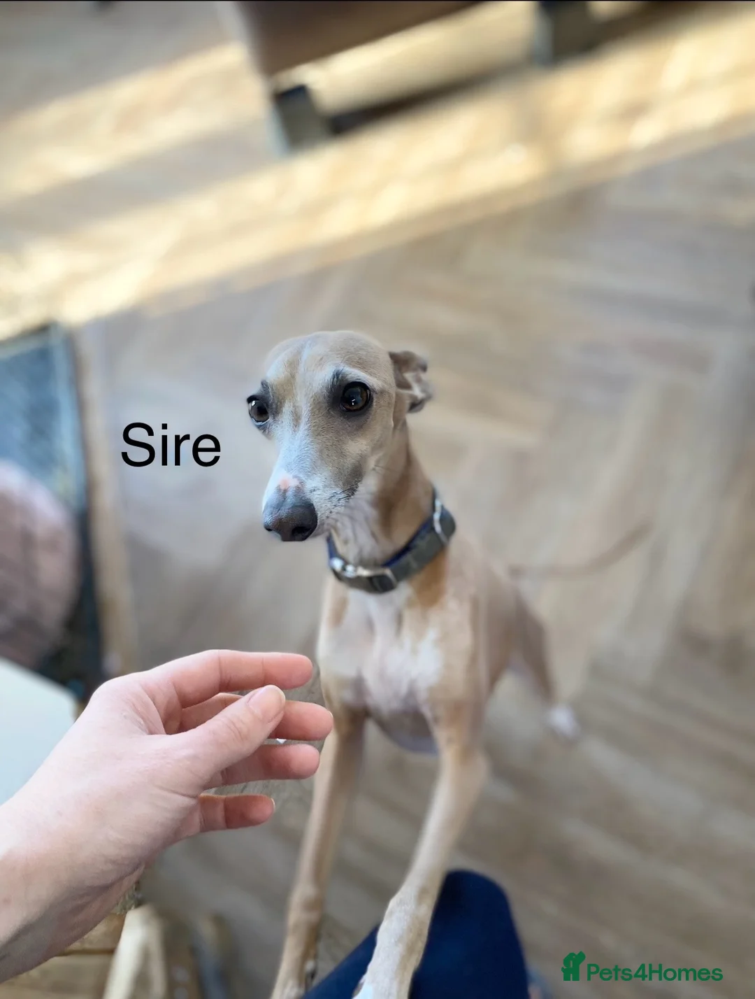 Italian Greyhound dogs for sale: Outstanding KC reg Italian greyhound puppies  - Advert 2