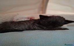 Devon Rex cats for sale: 🌸 Wonderful Devon Rex Kittens Raised with Love 🌸 - Image 4