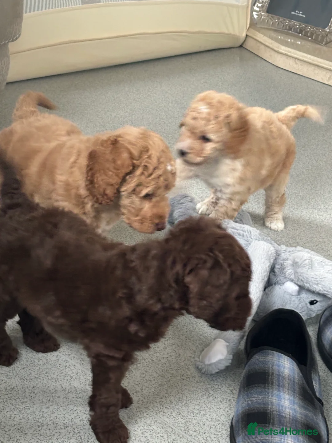 Labradoodle dogs for sale: Miniature Labradoodle puppies - Advert 13