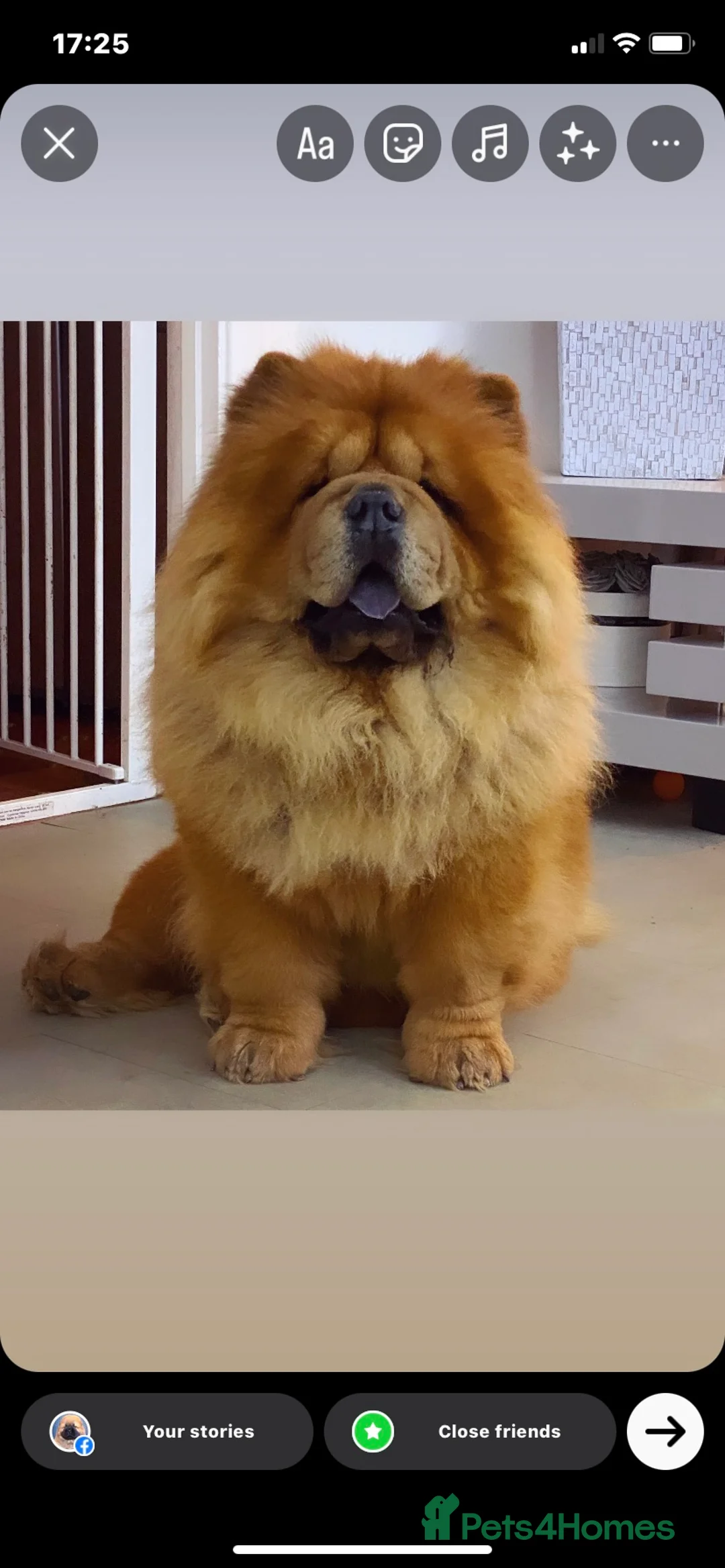 Chow Chow dogs for stud: *HOGAN*THICK RED RUSSIAN CHAMPION very well proven in Cheltenham - Advert 23