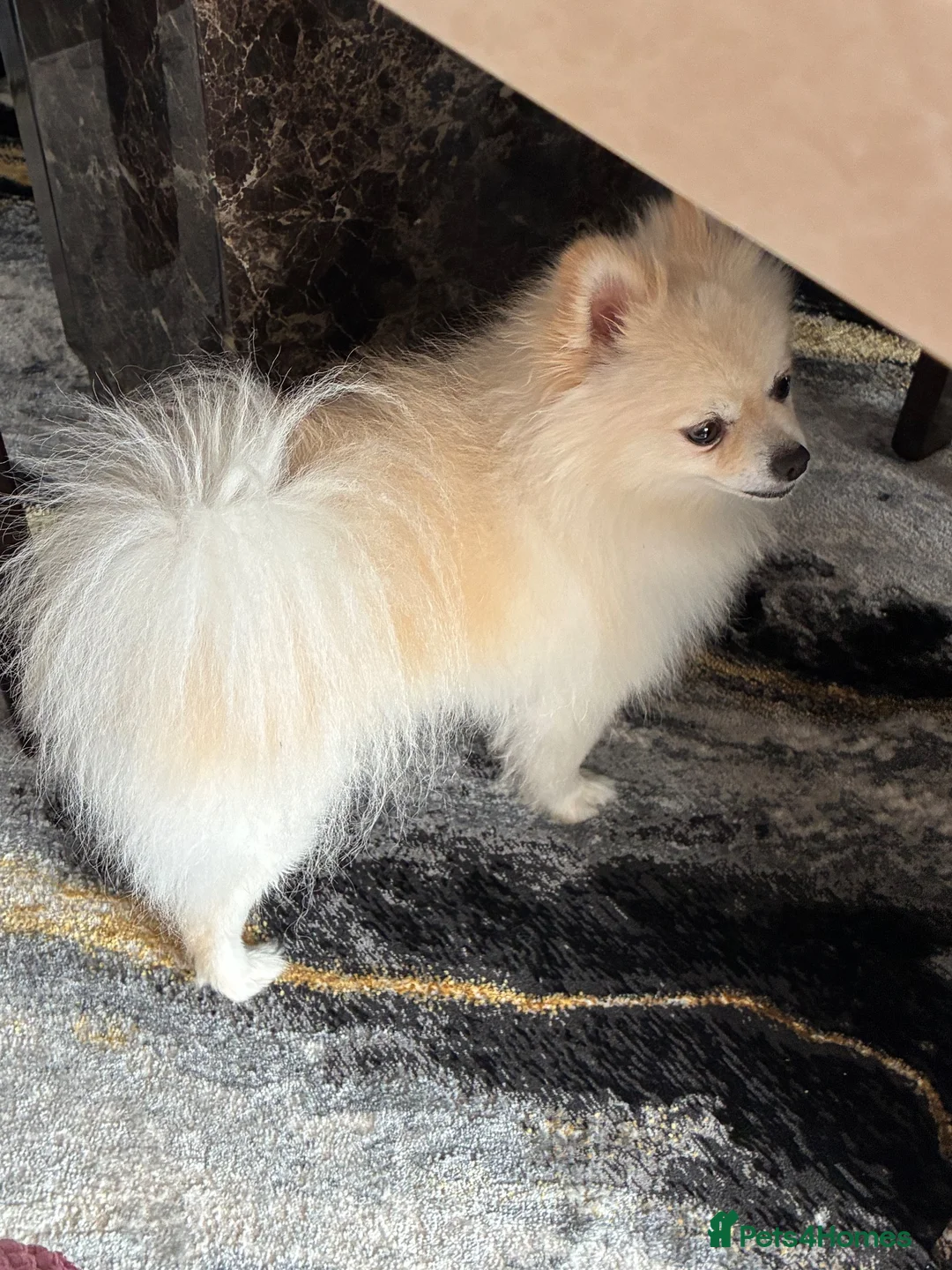 Pomeranian dogs for stud:     Stunning Cream Male Pomeranian – 1.5 Years Old in Wolverhampton - Advert 2